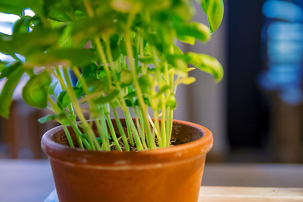 포토 JPG 해외이미지 식물 음식 백그라운드 잎 채소 재료 자연 탁자 실내 파슬리 건강 요리 사람없음 목재 초록색 약 정원 흰색 신선 양념 맛 냄비 민트 허브 향신료 묘사 유기농 원예 날것 향기 아로마 향 바질 내추럴 심기 해외202004 스피아민트 해외포토 나무 웰빙 컬러 가구 컨셉 의학 모션 취미 내부 솥 생태계 냄새 향미료 파일형식 이미지허브