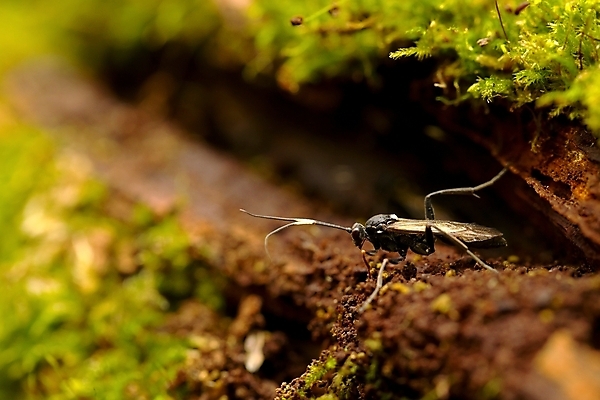 포토 JPG 해외이미지 나무 야생동물 곤충 자연 이끼 사람없음 환경 황무지 숲 작음 환경보전 애벌레 깊이 취급주의 해외202004 해외포토 식물 동물 경고 벌레 크기 사회이슈 생태계 파일형식 이미지허브