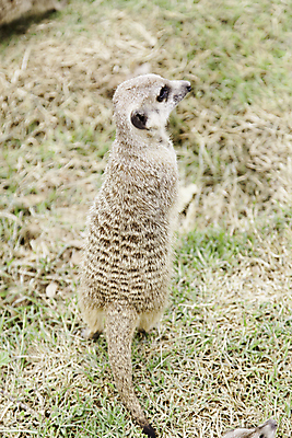 포토 JPG 해외이미지 동물 응시 공원 얼굴 야생동물 포유류 가족 아프리카 자연 엄마 생물 털 동물원 서기 경비 앉기 사람없음 갈색 사막 바위 입 황무지 보호 작음 사파리 손목시계 호기심 주둥이 남쪽 경보 남아프리카 미어캣 생태학 칼라하리 해외202004 해외포토 시선 공공시설 교육 감정 나라 시계 컬러 컨셉 장신구 관계 모션 안전 신체부위 돌_바위 크기 방향 생태계 파일형식 이미지허브