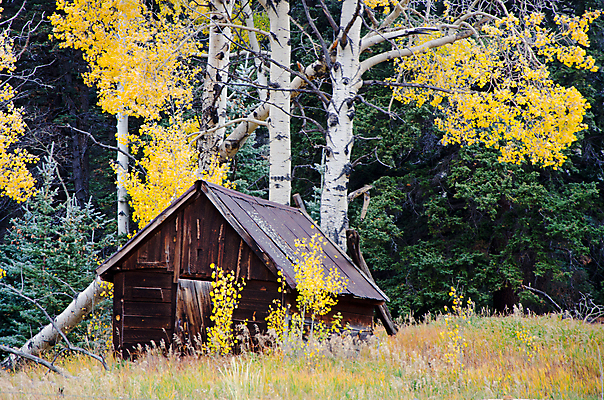 포토 JPG 해외이미지 나무 산 사람없음 목재 컬러풀 노란색 가을 소나무 황금 옛날 해외202004 해외포토 식물 계절 컬러 재료 파일형식 이미지허브