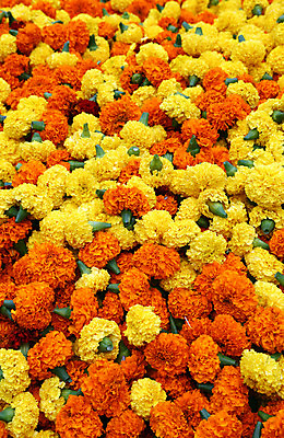 포토 JPG 해외이미지 꽃 문화 여행 꽃무늬 오렌지 자연 거리 연꽃 동양인 사람없음 장식 컬러풀 노란색 머리 쌓기 바구니 믿음 보라색 화환 신선 난초 시장 인도인 심볼 장면 매각 서쪽 신앙심 힌두교 해외202004 해외포토 외국인 식물 감정 종교 컬러 무늬 과일 모션 인종 신체부위 방향 생태계 파일형식 이미지허브