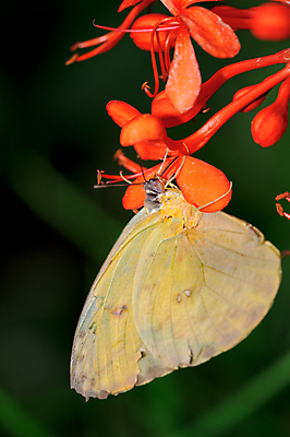 포토 JPG 해외이미지 동물 꽃 나비 곤충 날개 안테나 사람없음 빨간색 초록색 노란색 해외202004 해외포토 식물 컬러 통신 파일형식 이미지허브