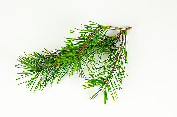 포토 JPG 해외이미지 나무 식물 계절 백그라운드 크리스마스 자연 휴가 새로움 사람없음 장식 초록색 흰색 나뭇가지 소나무 닫기 숲 연도 오브젝트 상록수 침엽수 내추럴 해외202004 해외포토 기념일 컬러 컨셉 모션 생태계 파일형식 이미지허브