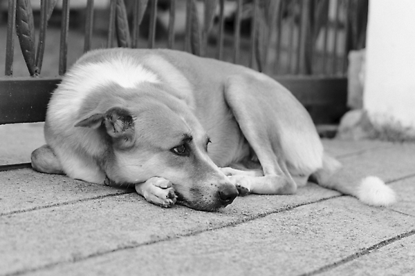 포토 JPG 해외이미지 동물 포유류 태국 자연 동양인 사람없음 반려동물 갈색 흰색 개 정직 송곳니 해외202004 해외포토 아시아 컬러 인종 치아 생태계 파일형식 이미지허브