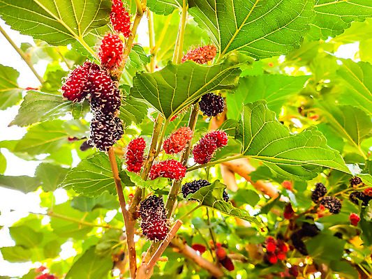 포토 JPG 해외이미지 나무 식물 열매 음식 백그라운드 잎 과일 자연 디저트 건강 사람없음 야외 빨간색 초록색 정원 보라색 검은색 나뭇가지 신선 달콤 맛 유기농 블랙베리 건강식 내추럴 숙성 채식주의자 해외202004 해외포토 웰빙 컬러 컨셉 생태계 채식 파일형식 이미지허브