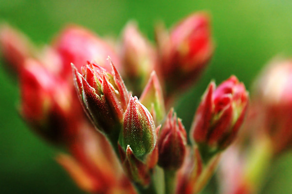 포토 JPG 해외이미지 식물 꽃 분홍색 백그라운드 잎 자연 벽지 사람없음 빨간색 초록색 벚꽃 관목 생물학 상록수 내추럴 마카오 생태학 해외202004 해외포토 나무 교육 컬러 생태계 파일형식 이미지허브