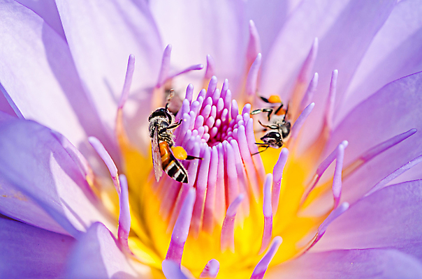 포토 JPG 해외이미지 식물 계절 공원 꽃잎 꽃 호수 분홍색 곤충 백그라운드 꽃무늬 자연 사람없음 야외 물 노란색 머리 정원 보라색 봄 성장 벚꽃 신선 개화 닫기 싱글 엽서 꽃가루 꿀 내추럴 이국적 해외202004 해외포토 자연요소 동물 공공시설 컬러 무늬 모션 신체부위 가루 편지 생태계 파일형식 이미지허브