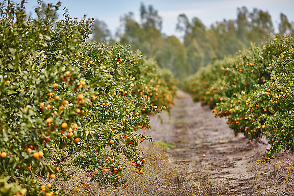 포토 JPG 해외이미지 나무 식물 선 음식 백그라운드 잎 농업 오렌지 과일 자연 귤 건강 사람없음 야외 초록색 농장 환경 정원 맑음 놀람 주스 봄 수확 성장 신선 최고 달콤 숲 큼 과수원 지중해 레몬 유기농 치수 내추럴 숙성 이스라엘 많음 해외202004 해외포토 웰빙 계절 감정 산업 음료 바다 컬러 컨셉 날씨 표정 맛 크기 생태계 서아시아 파일형식 이미지허브