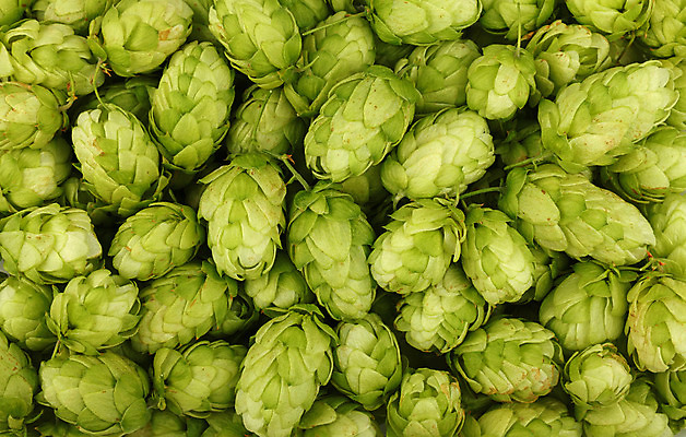 포토 JPG 해외이미지 식물 꽃 음식 백그라운드 패턴 농업 재료 맥주 건강 사람없음 초록색 농작물 약 수확 신선 닫기 정상 허브 질감 각도 흙더미 내추럴 양조 양조장 해외202004 해외포토 산업 컬러 무늬 의학 모션 주류 흙 파일형식 더미 이미지허브