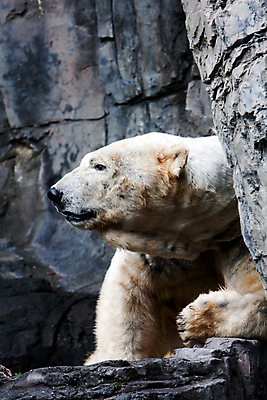 포토 JPG 해외이미지 얼굴 야생동물 곰 포유류 사람없음 머리 회색 흰색 북극 암초 멸종 해외202004 해외포토 동물 컬러 신체부위 극지방 파일형식 이미지허브