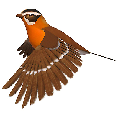 포토 JPG 해외이미지 동물 야생동물 백그라운드 날개 자연 조류 사람없음 야외 3D 봄 흰색 깃털 만들기 고립 동물상 해외202004 해외포토 계절 컬러 모션 조형물 디지털합성 생태계 파일형식 이미지허브