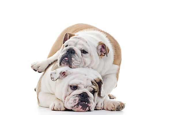 포토 JPG 해외이미지 동물 척추동물 영어 응시 새끼 백그라운드 2 포유류 놀이 친절 실내 사람없음 반려동물 갈색 쌓기 우주 점프 흰색 입 주름 개 황소 슛 송곳니 고립 기르기 복종 유래 테마 해외202004 해외포토 문자 시선 컬러 모션 내부 신체부위 소 치아 돌봄 파일형식 이미지허브