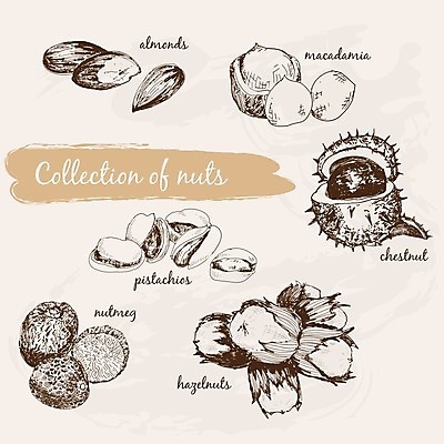 EPS 해외이미지 음식 과일 일러스트 요리 그래픽 세트 견과류 껍질 가시 맛 낙서 스케치 수집 피부 그림 찌르기 다리찢기 수목 헤이즐넛 해외202004 해외일러스트 컨셉 모션 미술 신체부위 파일형식 벡터 이미지허브