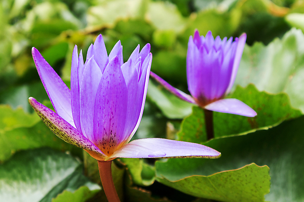 포토 JPG 해외이미지 식물 공원 꽃잎 꽃 아시아 호수 분홍색 백그라운드 잎 꽃무늬 자연 연꽃 사람없음 야외 장식 초록색 물 여름 파란색 컬러풀 반사 노란색 정원 보라색 봄 벚꽃 연못 신선 개화 닫기 백합 묘사 내추럴 이국적 해외202004 해외포토 자연요소 계절 공공시설 나라 컬러 무늬 모션 생태계 파일형식 이미지허브