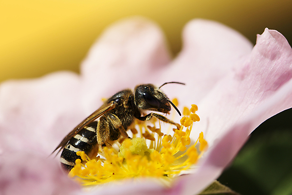 포토 JPG 해외이미지 식물 계절 꽃 나비 꽃무늬 밭 자연 하늘 풍경 잔디 사람없음 야외 초록색 여름 파란색 햇빛 태양 농장 노란색 정원 맑음 봄 벚꽃 흰색 시골 신선 4월 5월 땅 벌 허브 데이지 장면 개미 꿀 벌집 내추럴 캐모마일 평야 해외202004 해외포토 자연요소 컬러 곤충 무늬 농업 날씨 날짜 생태계 파일형식 이미지허브