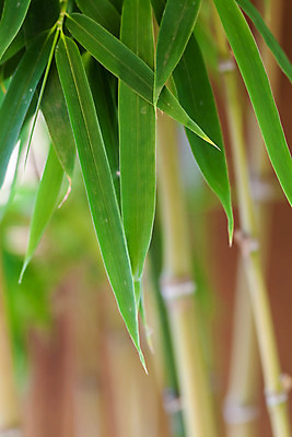 포토 JPG 해외이미지 나무 식물 구름 백그라운드 잎 자연 하늘 풍경 사람없음 야외 목재 가로 초록색 여름 파란색 햇빛 우주 환경 신선 대나무 내추럴 생태학 그리너리 해외202004 해외포토 자연요소 계절 교육 컬러 재료 태양 생태계 파일형식 트랜드컬러 이미지허브