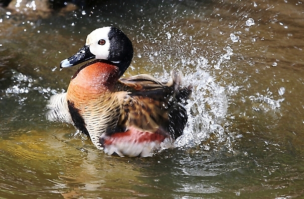포토 JPG 해외이미지 동물 행복 호수 야생동물 자연 조류 오리 수영장 사람없음 물 갈색 검은색 목욕 줄무늬 거품 젖음 흰색 연못 떨어짐 씻기 빨래 청소 깃털 부리 스플래쉬 해외202004 해외포토 자연요소 감정 컬러 컨셉 가사 무늬 청결 생태계 파일형식 이미지허브