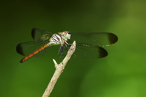 포토 JPG 해외이미지 나무 식물 동물 응시 공원 얼굴 야생동물 곤충 백그라운드 패턴 날개 오렌지 태국 자연 휴식 사람없음 야외 빨간색 초록색 파란색 컬러풀 갈색 정원 검은색 흰색 나뭇가지 황무지 우아함 닫기 벌레 잠자리 숲 동물상 해외202004 해외포토 시선 공공시설 아시아 컬러 컨셉 무늬 과일 모션 신체부위 조형물 생태계 파일형식 이미지허브
