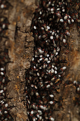 포토 JPG 해외이미지 나무 동물 야생동물 과학 곤충 백그라운드 절지류 자연 생물 사람없음 야외 빨간색 컬러풀 갈색 정원 검은색 흰색 점 닫기 벌레 작음 생물학 내추럴 동물상 많음 오싹 해외202004 해외포토 식물 교육 컬러 컨셉 모션 조형물 크기 생태계 파일형식 이미지허브