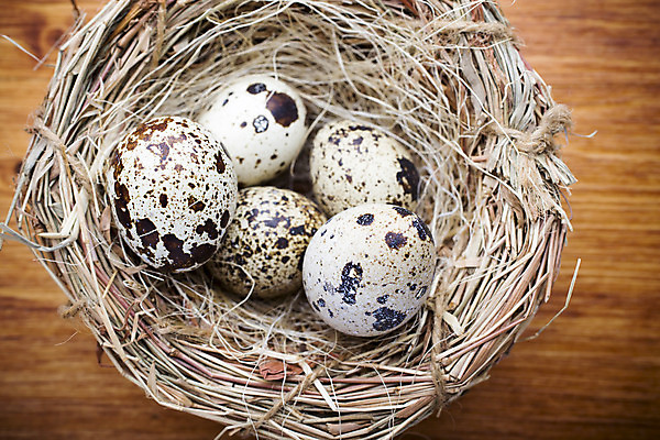 포토 JPG 해외이미지 동물 계절 음식 백그라운드 자연 부활절 사람없음 목재 장식 갈색 계란 봄 점 그룹 둥지 작음 먹기 심볼 오브젝트 유기농 날것 밀짚 메추리 해외202004 해외포토 나무 웰빙 기념일 컬러 재료 모션 알 짚 크기 생태계 파일형식 이미지허브