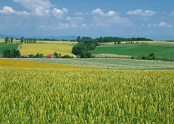 포토 JPG 해외이미지 나무 식물 구름 계절 공원 도로 길 여행 백그라운드 밭 오렌지 자연 하늘 날씨 풍경 잔디 사람없음 야외 초록색 여름 빛 햇빛 태양 농장 노란색 평화 일출 환경 정원 맑음 일몰 흙 봄 안개 광선 흰색 시골 신선 떨어짐 숲 땅 언덕 장면 넘어짐 땅바닥 방법 생태학 수평선 해외202004 해외포토 자연요소 공공시설 교육 컬러 컨셉 농업 과일 교통시설 모션 바닥 노을 생태계 파일형식 이미지허브
