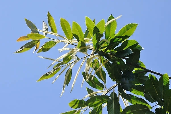 포토 JPG 해외이미지 나무 꽃 유럽 잎 자연 사람없음 봄 성장 나뭇가지 해외202004 해외포토 식물 계절 나라 생태계 파일형식 이미지허브