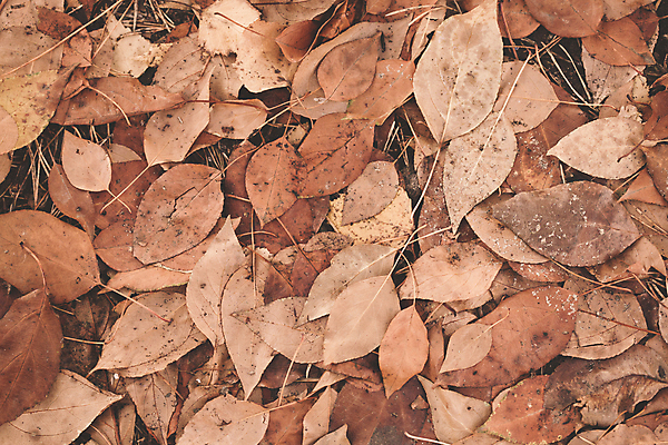 포토 JPG 해외이미지 나무 식물 계절 모래 줄기 컨셉 잎 자연 왕관 씨앗 사람없음 야외 목재 노란색 우주 가을 시간 날짜 저녁 기간 그리너리 해외202004 해외포토 컬러 재료 야간 생태계 파일형식 트랜드컬러 이미지허브