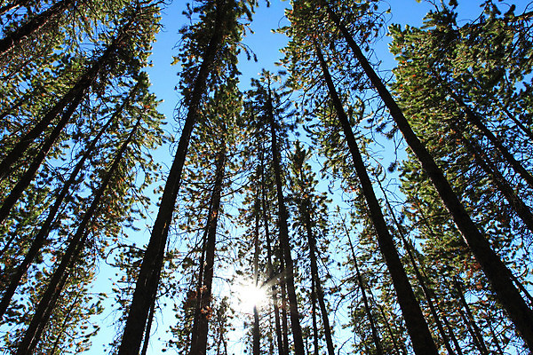 포토 JPG 해외이미지 나무 별 하늘 사람없음 초록색 파란색 햇빛 태양 환경 성장 덮개 나뭇가지 신선 소나무 숲 잡동사니 산소 생태학 해외202004 해외포토 자연요소 식물 교육 컬러 뚜껑 원소 파일형식 이미지허브