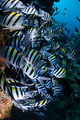 포토 JPG 해외이미지 바다 학교 함께함 어류 사람없음 수중 줄무늬 해외202004 해외포토 교육 컨셉 무늬 수중동물 파일형식 이미지허브