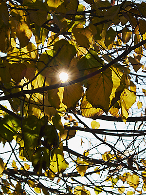 포토 JPG 해외이미지 나무 식물 백그라운드 잎 농업 과일 풍경 사람없음 야외 빨간색 초록색 컬러풀 햇빛 노란색 맑음 이탈리아 활발 가을 시골 맛 11월 그림 10월 해외202004 해외포토 계절 유럽 산업 컬러 컨셉 날씨 태양 날짜 파일형식 이미지허브