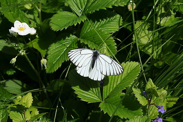 포토 JPG 해외이미지 식물 동물 1 꽃잎 꽃 나비 곤충 잎 날개 자연 딸기 사람없음 야외 가로 초록색 여름 태양 정원 봄 벚꽃 흰색 개화 수분 꽃가루 전경 해외202004 해외포토 자연요소 계절 컬러 과일 풍경 가루 생태계 파일형식 탑뷰 이미지허브