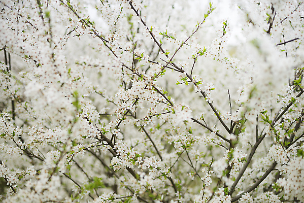 포토 JPG 해외이미지 나무 식물 계절 꽃잎 꽃 줄기 분홍색 백그라운드 잎 오렌지 자연 하늘 새로움 사람없음 야외 초록색 파란색 노란색 머리 우주 일본 봄 성장 벚꽃 흰색 나뭇가지 축하 신선 개화 체리 사과 보케 슛 부드러움 꽃수술 처음 해외202004 해외포토 아시아 컬러 컨셉 과일 신체부위 감각 생태계 파일형식 이미지허브
