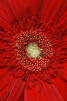 포토 JPG 해외이미지 식물 꽃 백그라운드 잎 자연 씨앗 사람없음 빨간색 봄 벚꽃 원형 개화 닫기 꽃집 데이지 꽃가루 거베라 내추럴 알레르기 해외202004 해외포토 도형 계절 컬러 모션 상점 질병 가루 생태계 파일형식 이미지허브