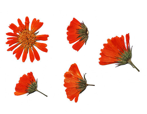 포토 JPG 해외이미지 나무 식물 계절 공원 꽃 백그라운드 단풍 잎 자연 건조 사람없음 장식 빨간색 초록색 세트 컬러풀 갈색 가을 흰색 떨어짐 숲 큼 9월 수집 흰배경 유기농 질감 10월 내추럴 강렬 고립 진짜 생존 해외202004 해외포토 웰빙 공공시설 컬러 컨셉 날짜 크기 생태계 파일형식 이미지허브