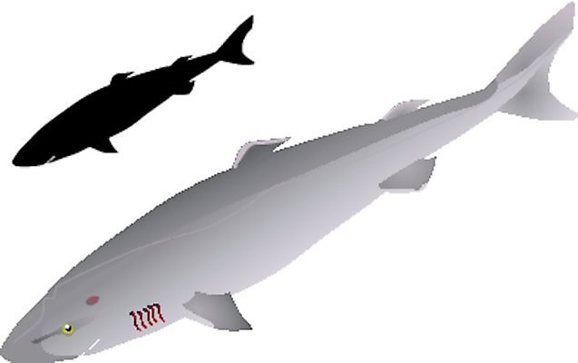 EPS 해외이미지 동물 실루엣 야생동물 선 음식 바다 일러스트 자연 낚시 저울 육류 어류 미술 그래픽 물 빛 검은색 웹 줄무늬 흰색 땅 그림 심플 지느러미 상어 그린란드 포식 현실 해외202004 해외일러스트 자연요소 컬러 섬 무늬 인터넷 식재료 레저 문화예술 촬영기법 덴마크 수중동물 생태계 파일형식 벡터 이미지허브