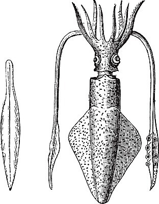 EPS 해외이미지 동물 디자인 유럽 일러스트 자연 건강 미술 검은색 수확 골동품 흰색 인쇄 스케치 해산물 오징어 그림 생물학 정사각형 판화 내추럴 고립 동물상 수경재배 식용 옛날 차단 해외202004 해외일러스트 도형 교육 나라 컬러 농업 문화예술 연체동물 조형물 수중동물 생태계 파일형식 벡터 이미지허브