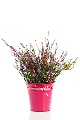 포토 JPG 해외이미지 꽃 리본 분홍색 꽃다발 백그라운드 자연 사람없음 컬러풀 보라색 흰색 냄비 자르기 다발 양동이 확인 활 8월 고립 해외202004 해외포토 식물 컬러 모션 날짜 솥 생태계 파일형식 이미지허브