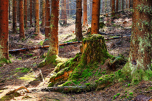 포토 JPG 해외이미지 나무 식물 공원 유럽 낙엽 자연 그림자 이끼 서기 풍경 사람없음 초록색 여름 환경 맑음 봄 다양 성장 나뭇가지 신선 행운 황무지 습지 숲 신비 에코 생태계 마법 서식지 내추럴 깊이 삼림지대 썩음 옛날 해외202004 해외포토 계절 공공시설 나라 컬러 다수 컨셉 잎 모션 날씨 파일형식 이미지허브