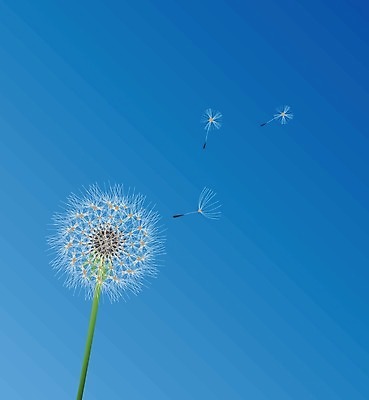 EPS 해외이미지 식물 디자인 꽃 실루엣 음악 줄기 백그라운드 꽃무늬 일러스트 자연 하늘 바람 추상 미술 씨앗 그래픽 여름 빛 머리 검은색 침묵 성장 벚꽃 흰색 자녀 민들레 불기 심볼 생물학 장면 부드러움 솜털 고립 취급주의 해외202004 해외일러스트 자연요소 계절 교육 컬러 무늬 모션 날씨 문화예술 촬영기법 경고 신체부위 소리 감각 생태계 파일형식 벡터 이미지허브