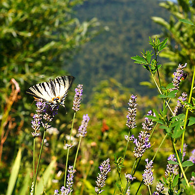 포토 JPG 해외이미지 식물 꽃잎 꽃 줄기 꽃다발 나비 곤충 백그라운드 잎 꽃무늬 날개 자연 사람없음 초록색 정원 여러개 봄 자유 나뭇가지 신선 우아함 다발 배열 꽃집 유기농 원예 향기 부드러움 라벤더 고립 해외202004 해외포토 나무 동물 웰빙 계절 컬러 다수 컨셉 무늬 취미 상점 감각 허브 생태계 냄새 파일형식 이미지허브