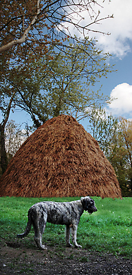 포토 JPG 해외이미지 나무 동물 얼굴 포유류 건강 성인 사람없음 반려동물 머리카락 머리 회색 표현 개 고독 볏짚 큼 사냥개 육식동물 아일랜드 송곳니 기르기 뒤뜰 해외202004 해외포토 식물 감정 유럽 컬러 사람 신체부위 치아 짚 크기 돌봄 파일형식 이미지허브