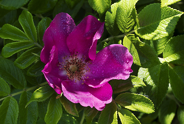 포토 JPG 해외이미지 계절 꽃 분홍색 잎 사람없음 초록색 물 여름 장미 정원 봄 벚꽃 나뭇가지 신선 개화 허브 해외202004 해외포토 자연요소 나무 식물 컬러 파일형식 이미지허브