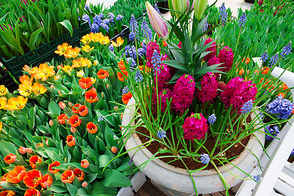 포토 JPG 해외이미지 디자인 외관 꽃 자연 주택 풍경 잔디 사람없음 야외 장식 초록색 여름 평화 정원 침묵 매력적 벚꽃 바위 백합 원예 조경 화단 내추럴 영원 원예사 해외202004 해외포토 식물 직업 계절 컬러 컨셉 취미 건물 소리 돌_바위 생태계 파일형식 이미지허브