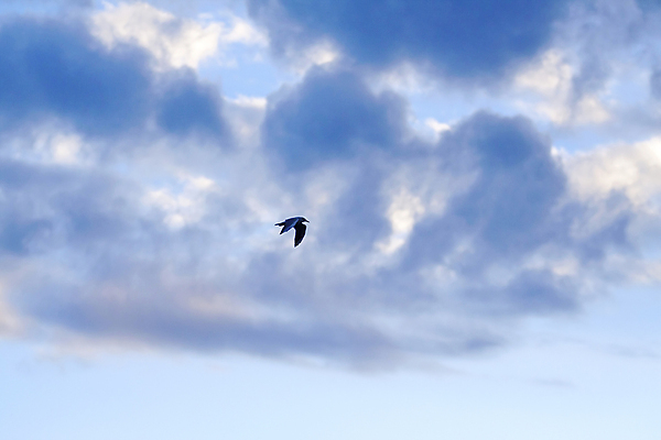 포토 JPG 해외이미지 구름 1 컨셉 자연 갈매기 조류 하늘 사람없음 파란색 빛 태양 평화 우주 맑음 희망 광선 오픈 순수 깃털 비둘기 신앙심 해외202004 해외포토 자연요소 동물 감정 컬러 날씨 생태계 파일형식 이미지허브
