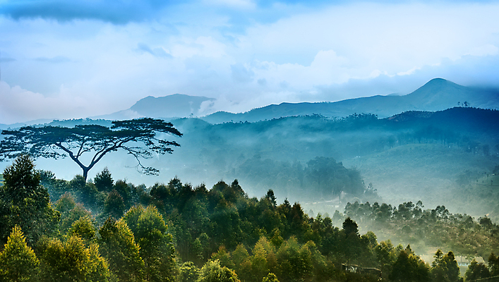 포토 JPG 해외이미지 나무 식물 구름 아시아 잎 밭 농업 자연 하늘 아침 산 풍경 경사 사람없음 초록색 여름 파란색 빛 농작물 햇빛 농장 농경지 일출 환경 계곡 일몰 봄 성장 시골 신선 재산 차 땅 인도인 언덕 장면 격려 말레이시아 내추럴 산악지대 해외202004 해외포토 주간 자연요소 외국인 계절 감정 나라 산업 음료 컬러 모션 동양인 금융 태양 노을 생태계 파일형식 이미지허브