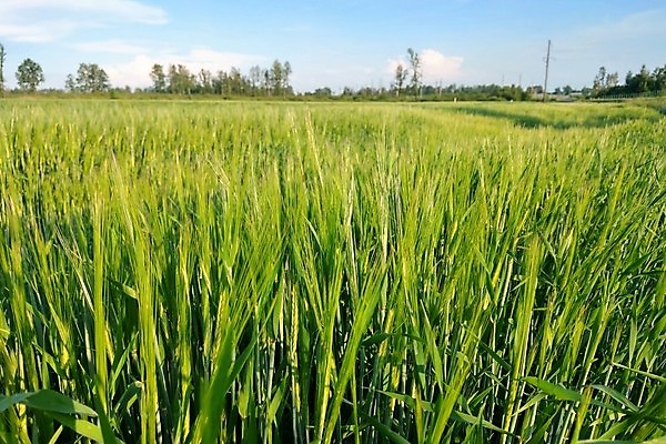 포토 JPG 해외이미지 식물 계절 음식 빵 줄기 백그라운드 겨울 밭 농업 자연 하늘 밥 동양인 풍경 사람없음 야외 가로 초록색 여름 파란색 농작물 태양 농장 노란색 환경 맑음 봄 수확 성장 시골 황금 낟알 땅 시리얼 밀 속도 보리 장면 밭일 완전 해외202004 해외포토 자연요소 산업 컬러 컨셉 날씨 곡류 인종 생태계 파일형식 이미지허브