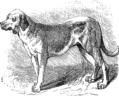 EPS 해외이미지 일러스트 사람없음 빈티지 하운드 판화 해외202004 해외일러스트 컨셉 미술 개 파일형식 벡터 이미지허브