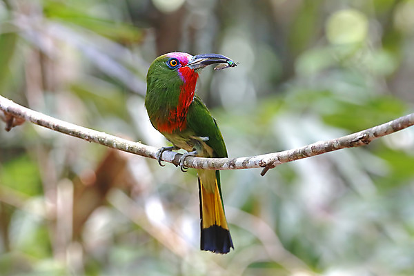포토 JPG 해외이미지 나무 동물 아시아 얼굴 야생동물 백그라운드 날개 자연 조류 수염 사람없음 야외 목재 가로 빨간색 초록색 컬러풀 머리 환경 나뭇가지 막대기 닫기 숲 깃털 꼬리 부리 서식지 생태학 이국적 해외202004 해외포토 식물 교육 나라 컬러 재료 모션 신체부위 생태계 파일형식 이미지허브