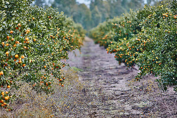 포토 JPG 해외이미지 나무 식물 선 음식 백그라운드 잎 농업 오렌지 과일 자연 귤 건강 사람없음 야외 초록색 농장 환경 정원 맑음 놀람 주스 봄 수확 성장 신선 최고 달콤 숲 큼 과수원 지중해 레몬 유기농 치수 내추럴 숙성 이스라엘 많음 해외202004 해외포토 웰빙 계절 감정 산업 음료 바다 컬러 컨셉 날씨 표정 맛 크기 생태계 서아시아 파일형식 이미지허브
