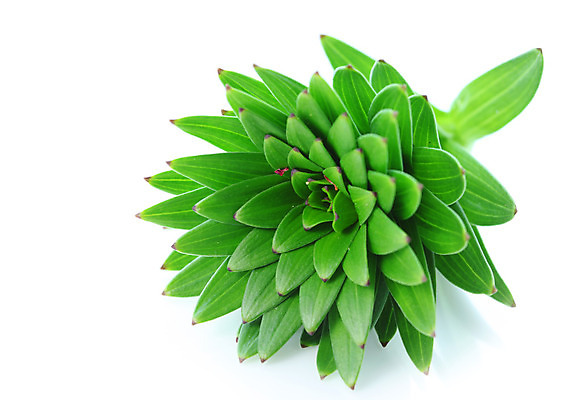 포토 JPG 해외이미지 식물 계절 꽃잎 꽃 선 잎 꽃무늬 오렌지 자연 불 발렌타인데이 선물 사람없음 장식 초록색 여름 빛 머리 정원 봄 신선 호랑이 우아함 닫기 백합 자르기 내추럴 고립 해외202004 해외포토 자연요소 컬러 컨셉 무늬 과일 포유류 모션 데이이벤트 신체부위 생태계 파일형식 이미지허브